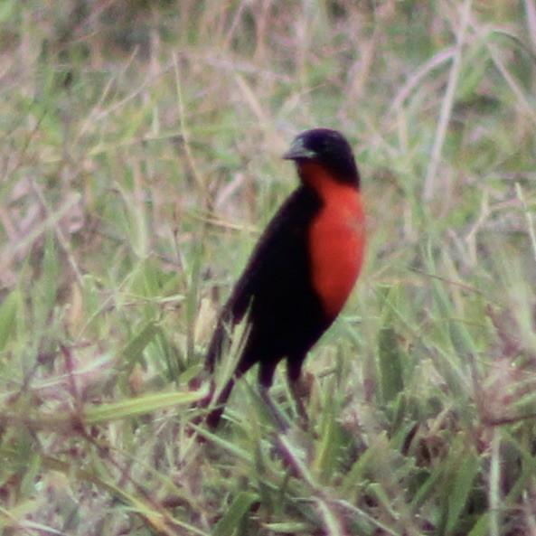 Red-breasted Meadowlark - ML609306699