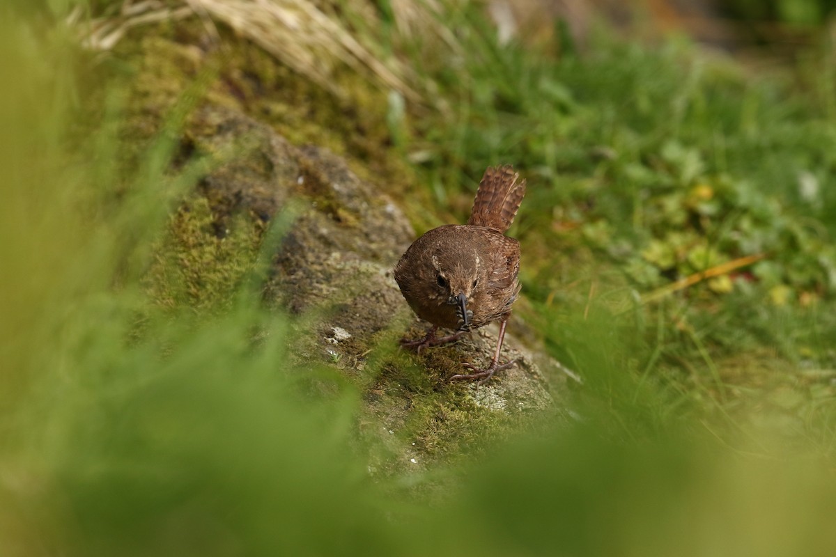 Pacific Wren (alascensis Group) - ML609306820
