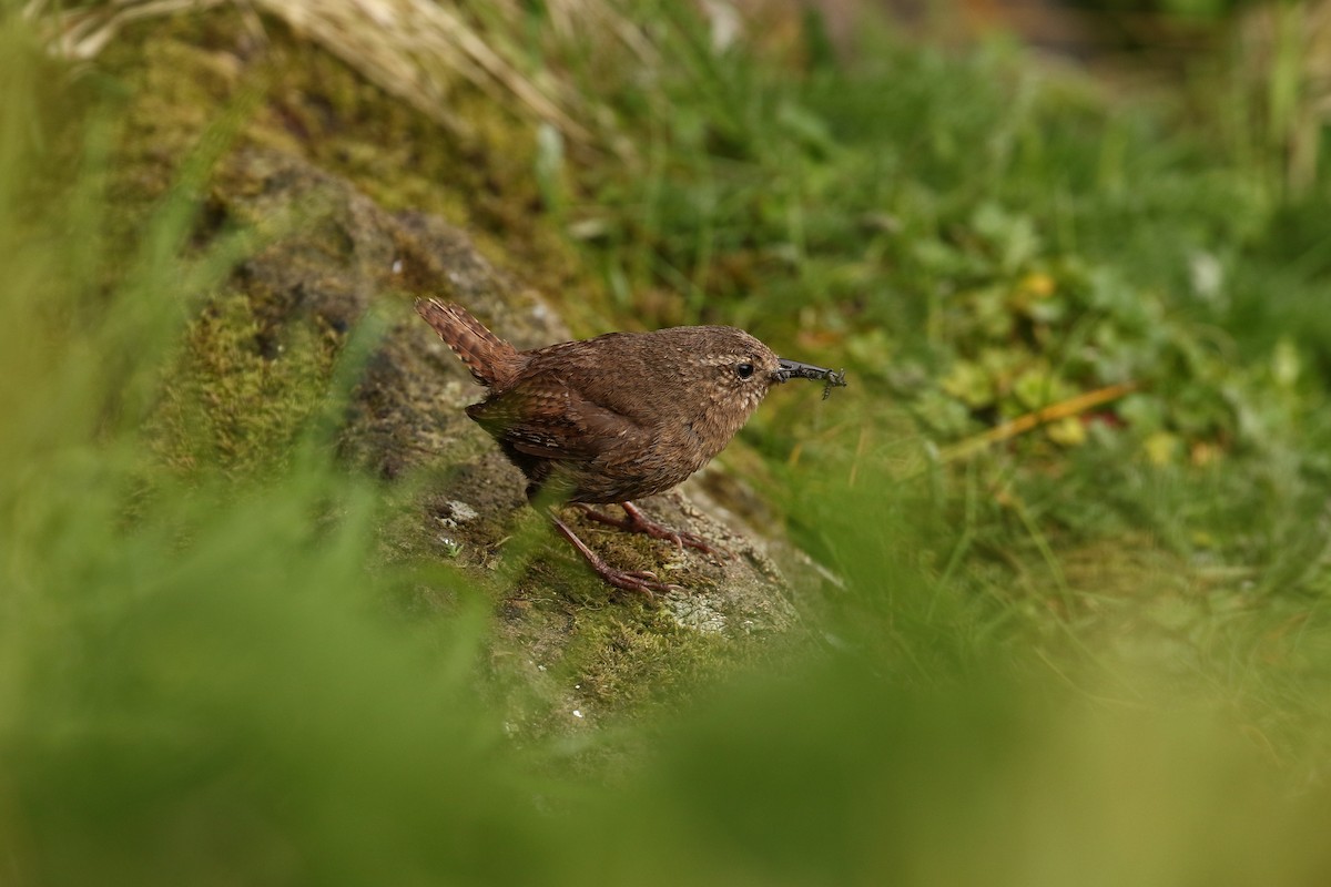 Pacific Wren (alascensis Group) - ML609306821