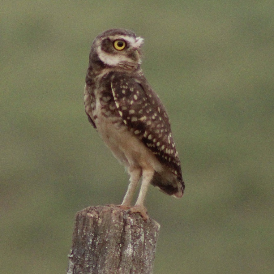 Burrowing Owl - ML609306837