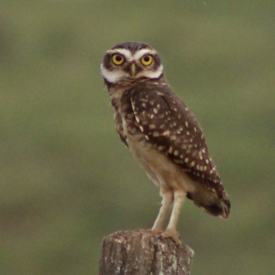 Burrowing Owl - ML609306839