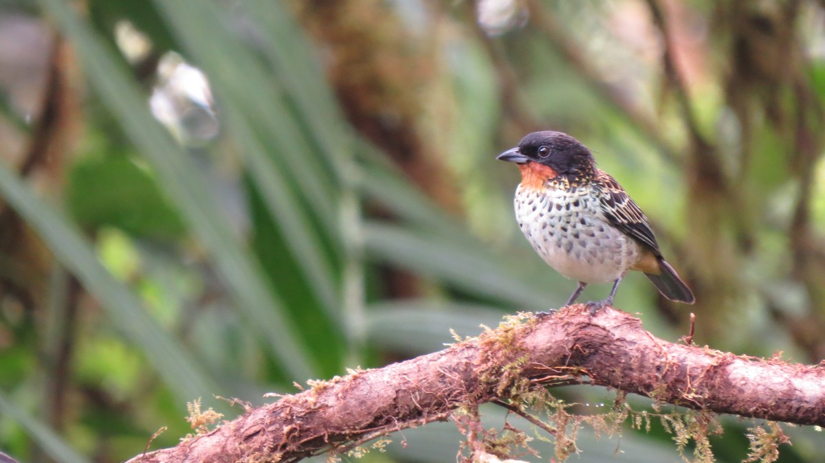 Rufous-throated Tanager - ML609307033