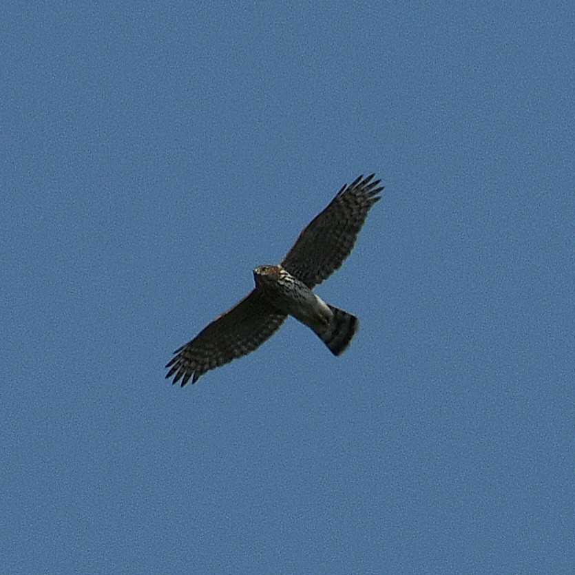 Cooper's Hawk - ML609307071