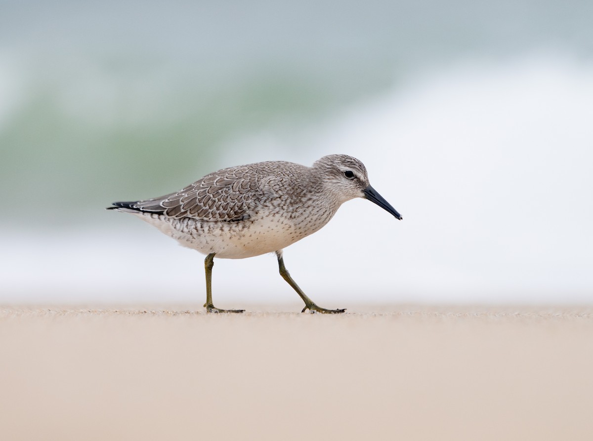 Red Knot - ML609307112