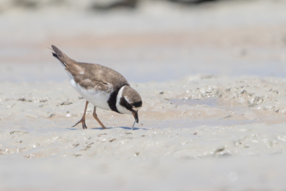 Common Ringed Plover - ML609307298
