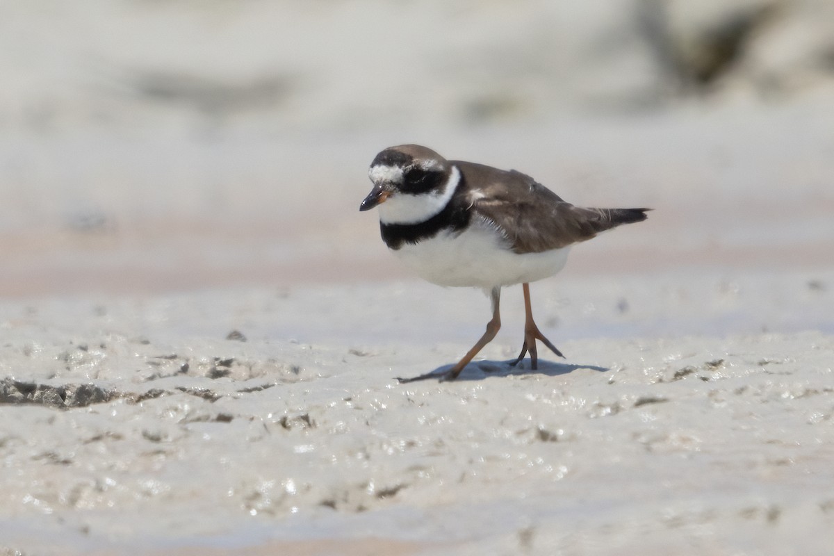 Common Ringed Plover - ML609307299