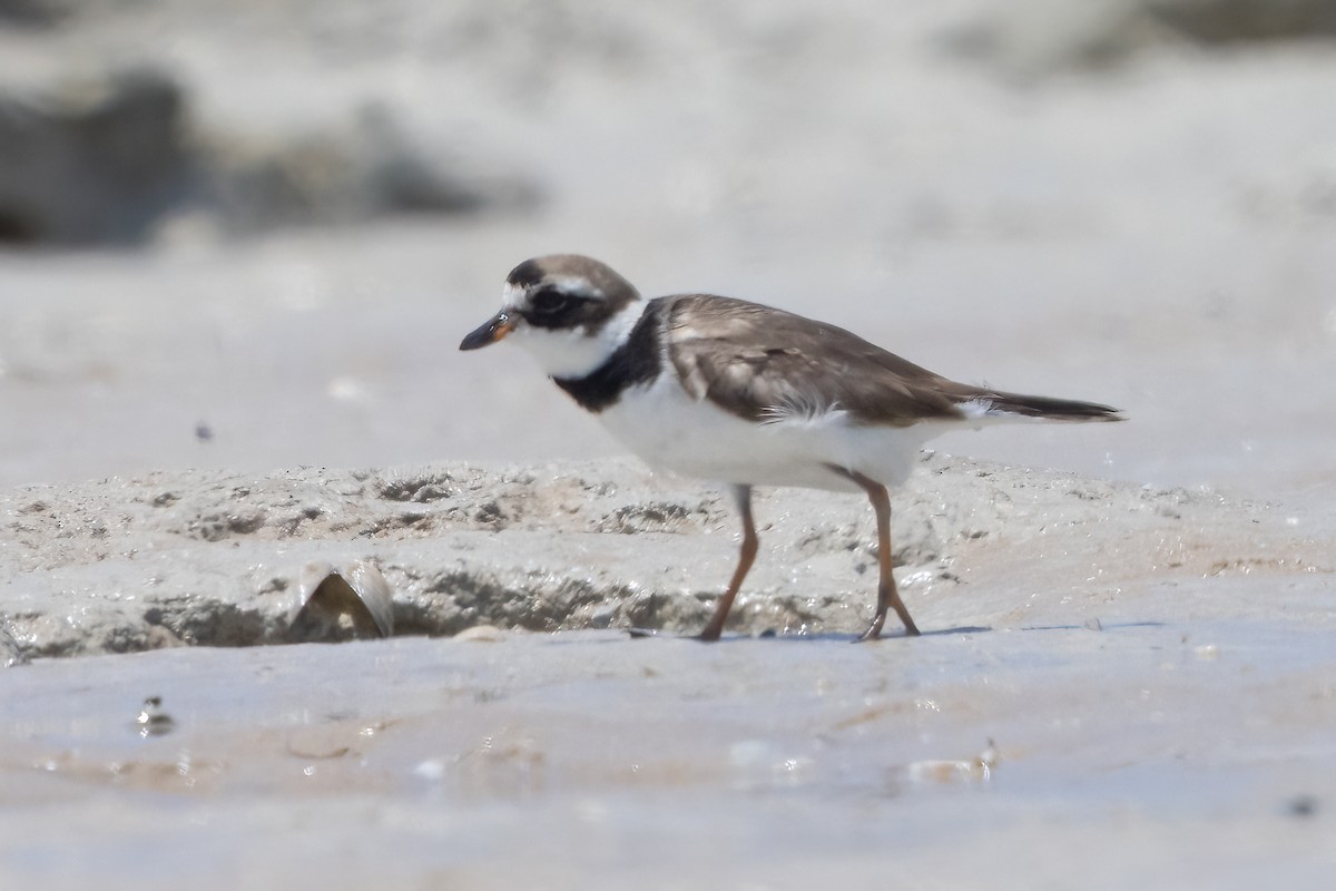 Common Ringed Plover - ML609307300