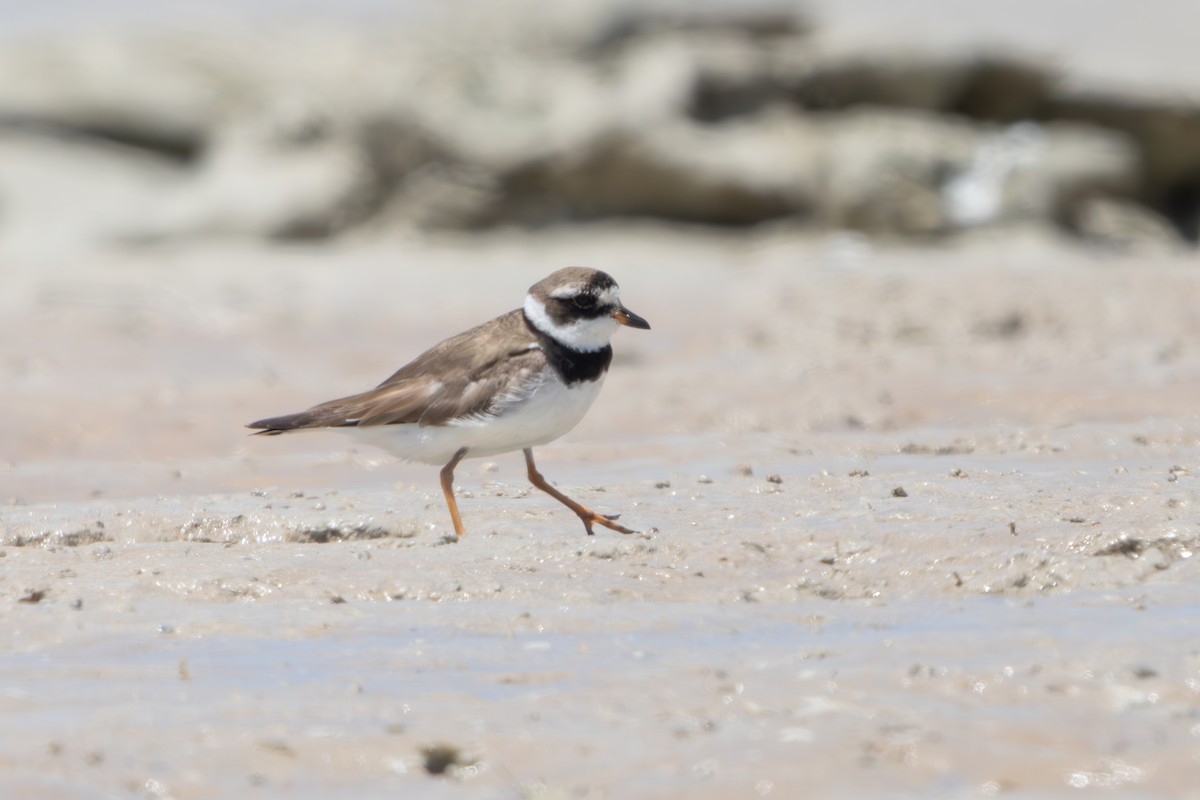 Common Ringed Plover - ML609307301