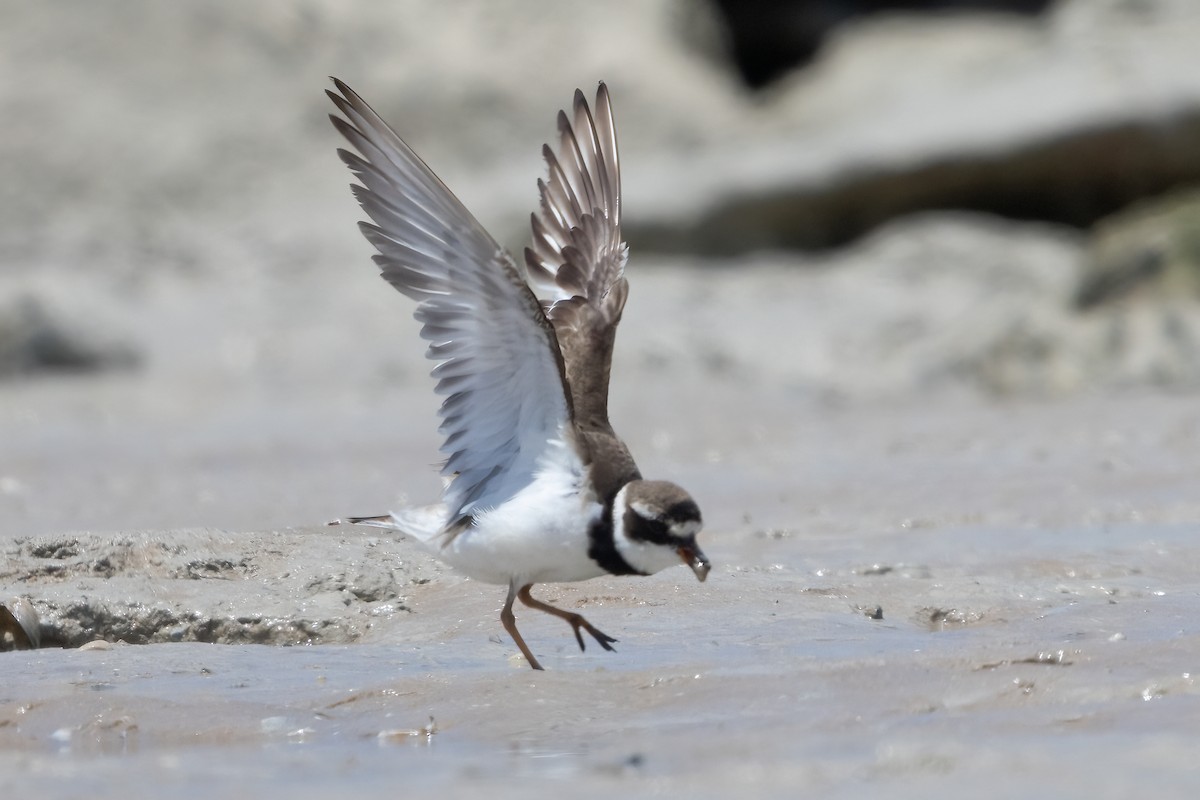 Common Ringed Plover - ML609307302