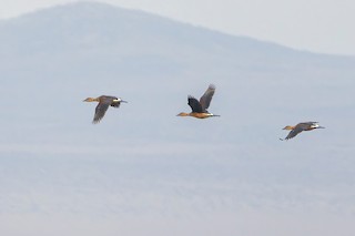 Fulvous Whistling-Duck, ML609307435