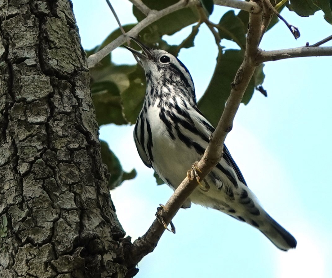 Black-and-white Warbler - ML609307685