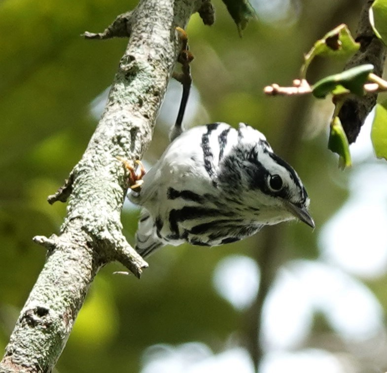 Black-and-white Warbler - ML609307688