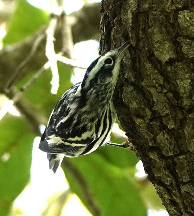 Black-and-white Warbler - ML609307689