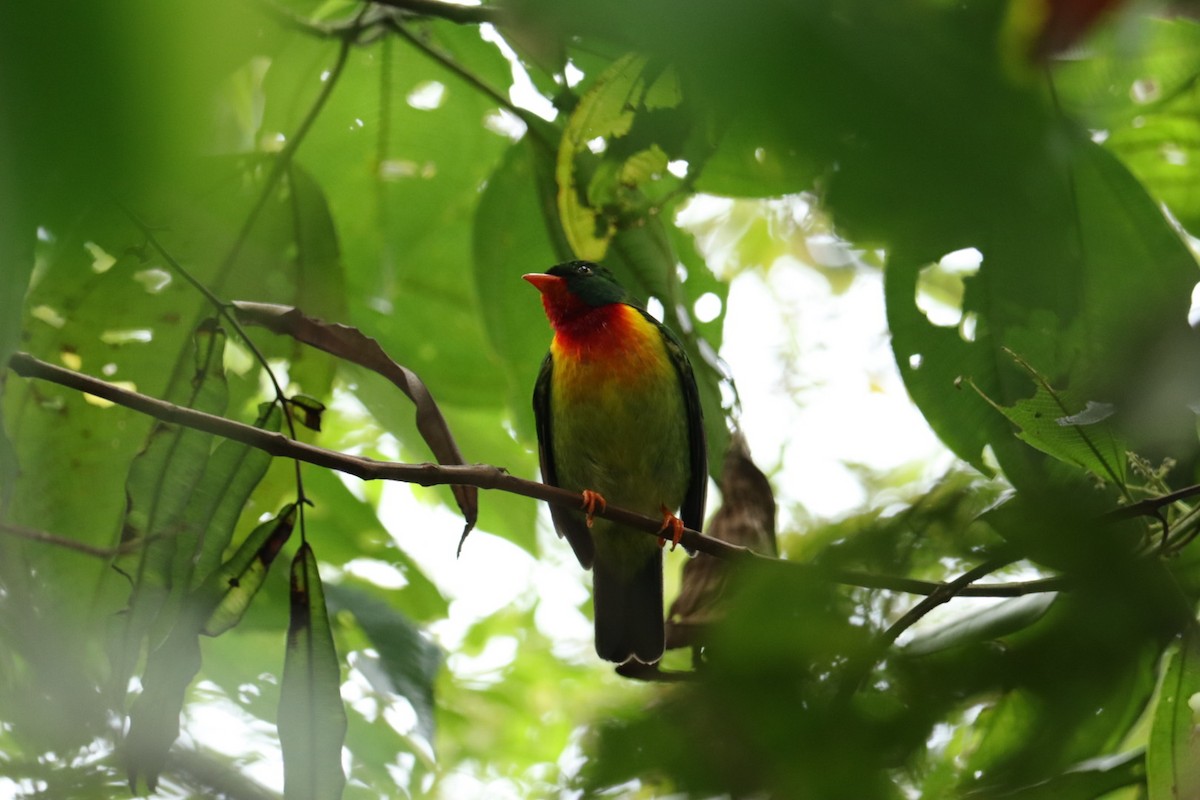 Scarlet-breasted Fruiteater - Marcelo Quipo