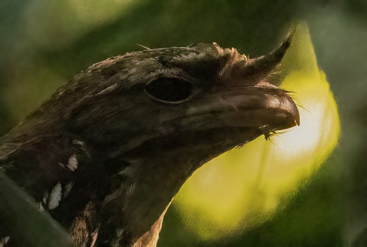 Marbled Frogmouth - ML609307892