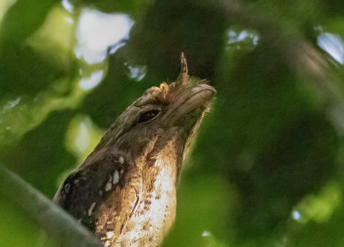 Marbled Frogmouth - ML609307893