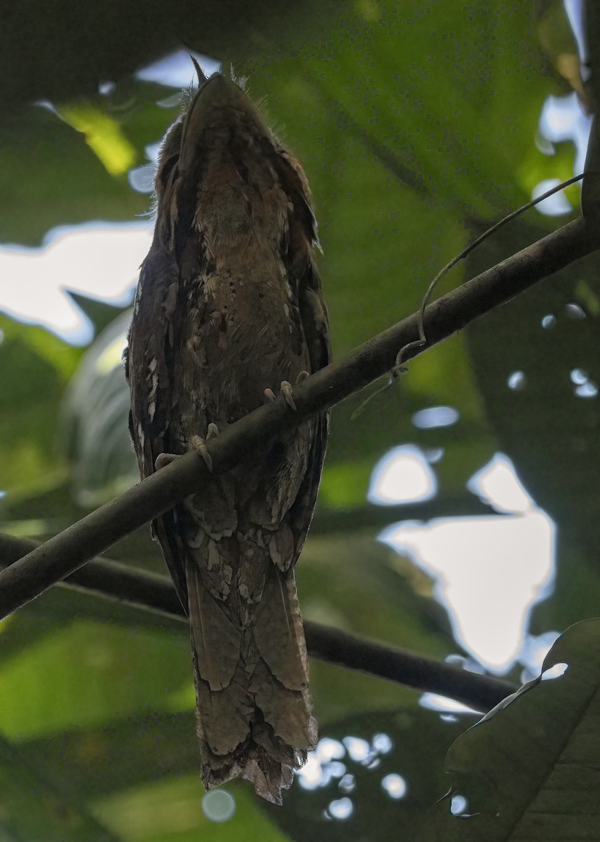 Marbled Frogmouth - ML609307896