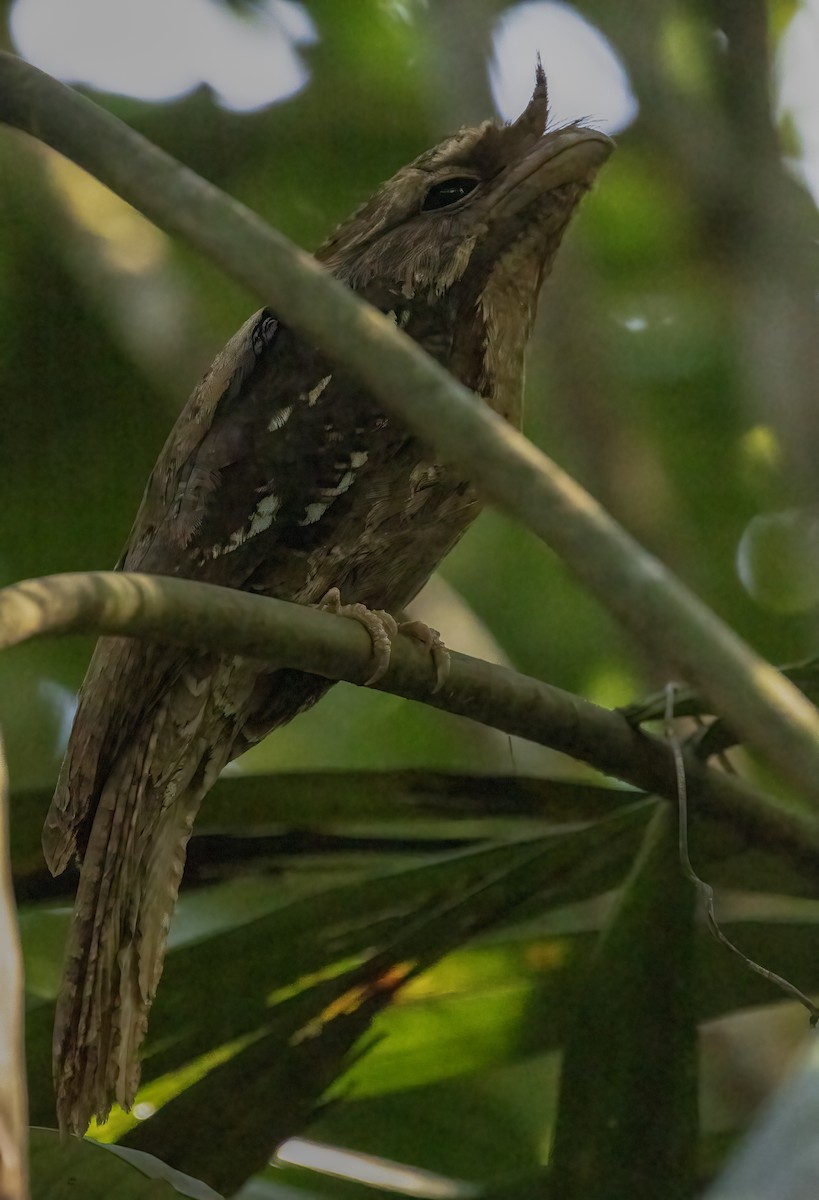 Marbled Frogmouth - ML609307899
