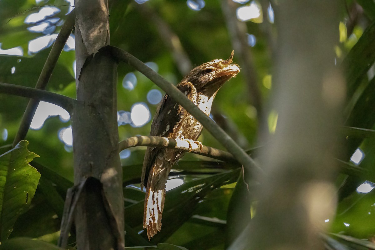 Marbled Frogmouth - ML609308069