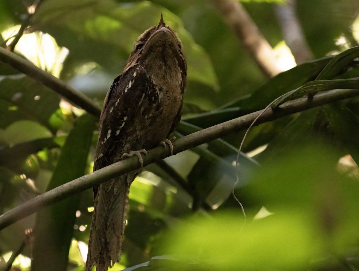 Marbled Frogmouth - ML609308070
