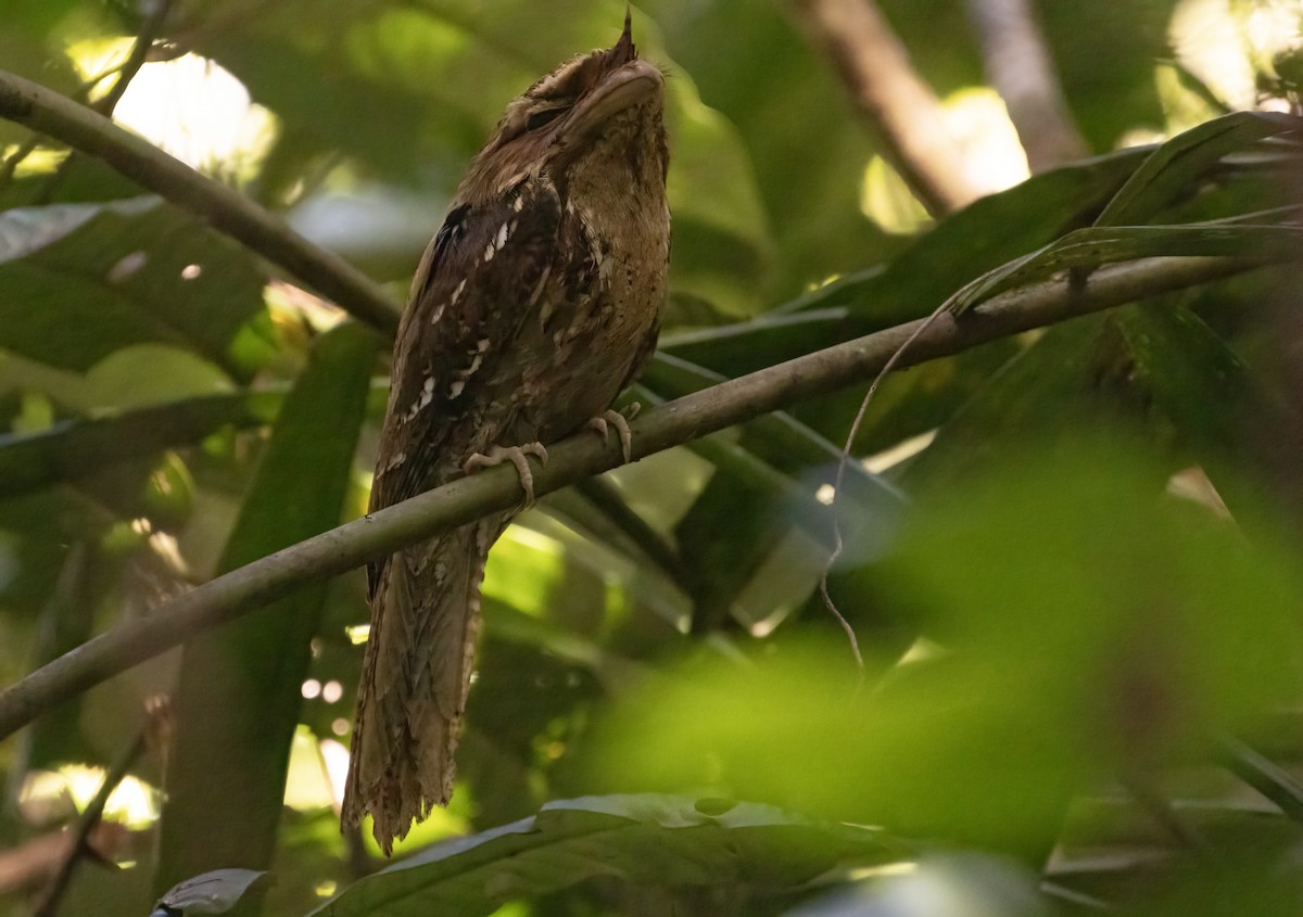 Marbled Frogmouth - ML609308072