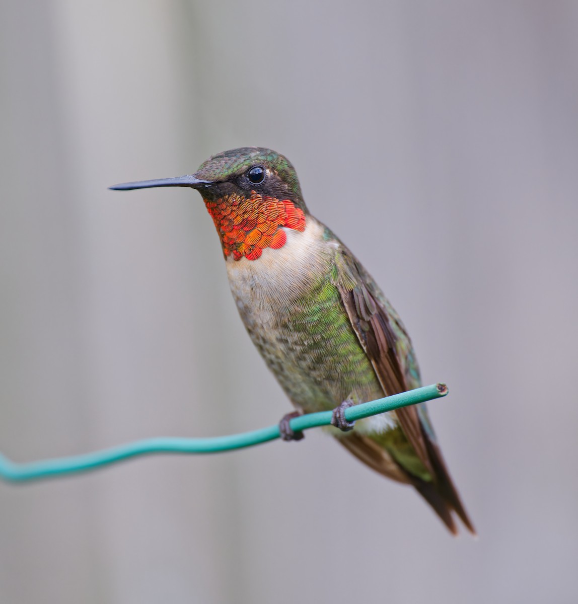 Ruby-throated Hummingbird - ML609308150