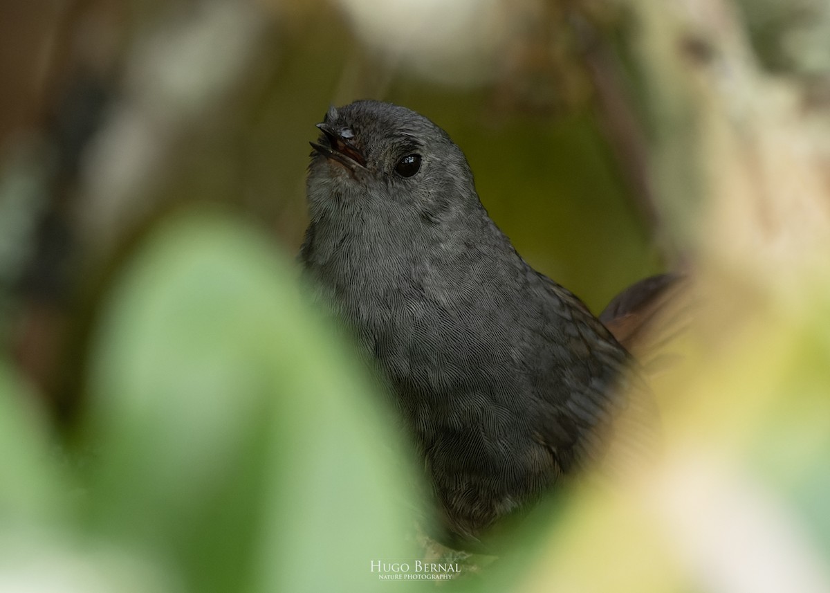 Pale-bellied Tapaculo - ML609308218