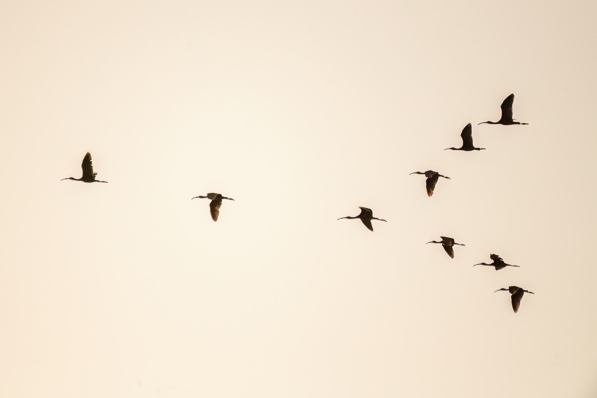 ibis hnědý - ML609308506