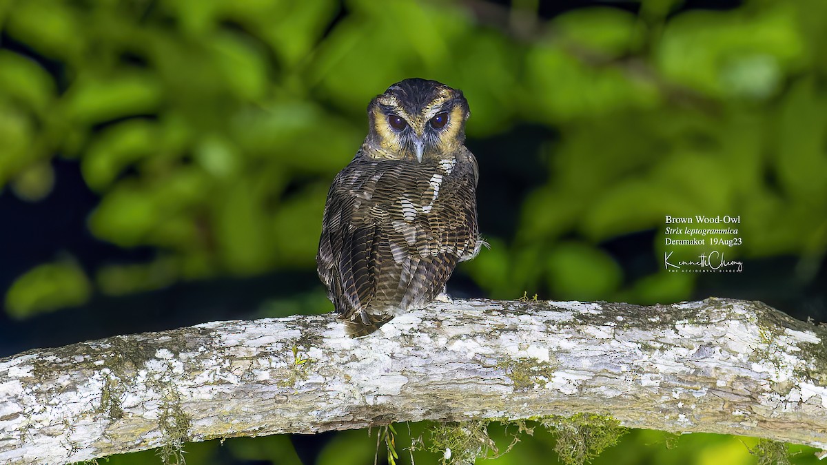 Brown Wood-Owl - ML609308511