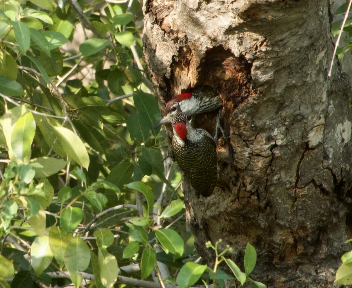 Golden-tailed Woodpecker - ML609308803