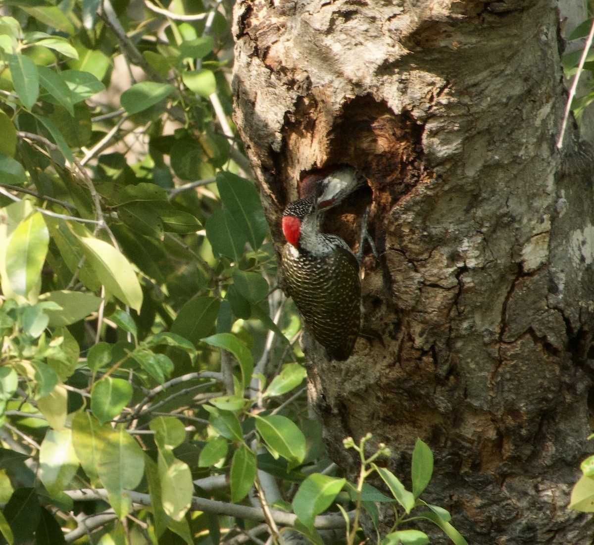 Golden-tailed Woodpecker - ML609308805
