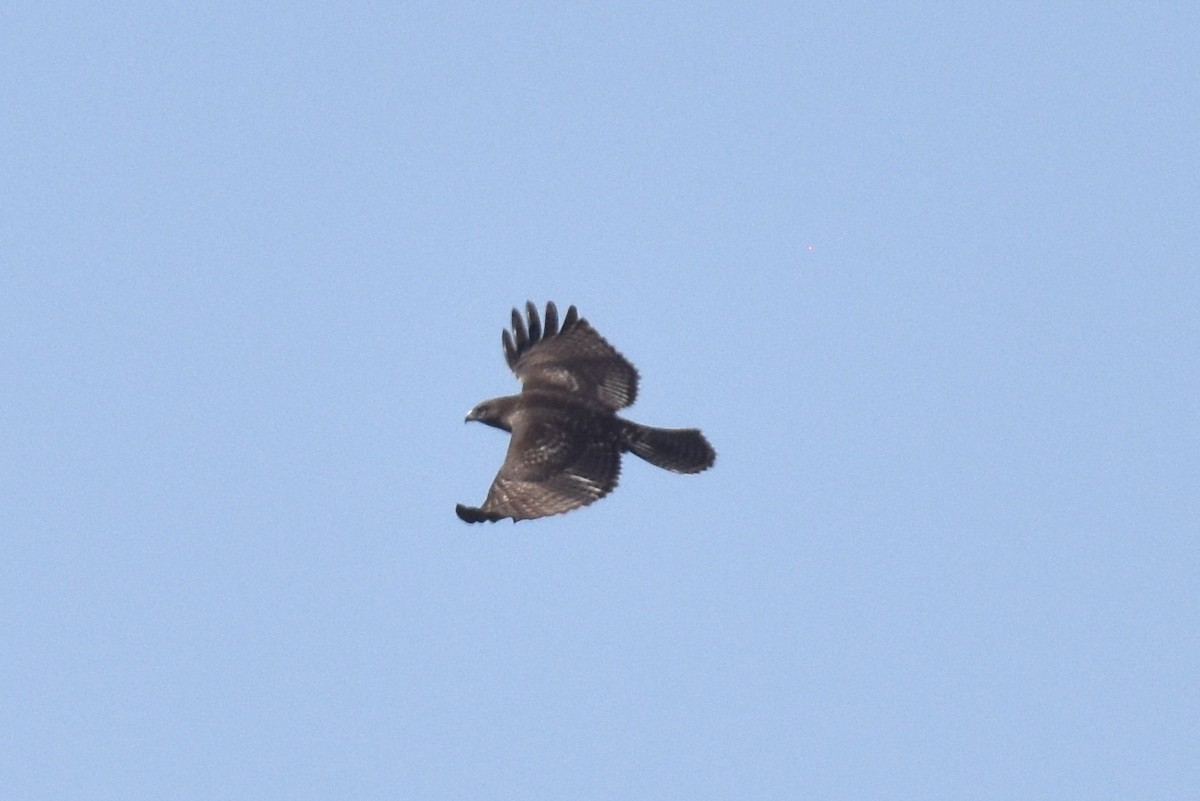 Red-tailed Hawk - ML609308831