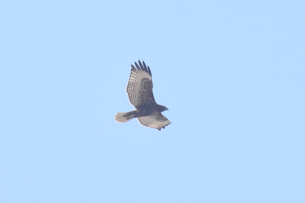 Red-tailed Hawk - ML609308833