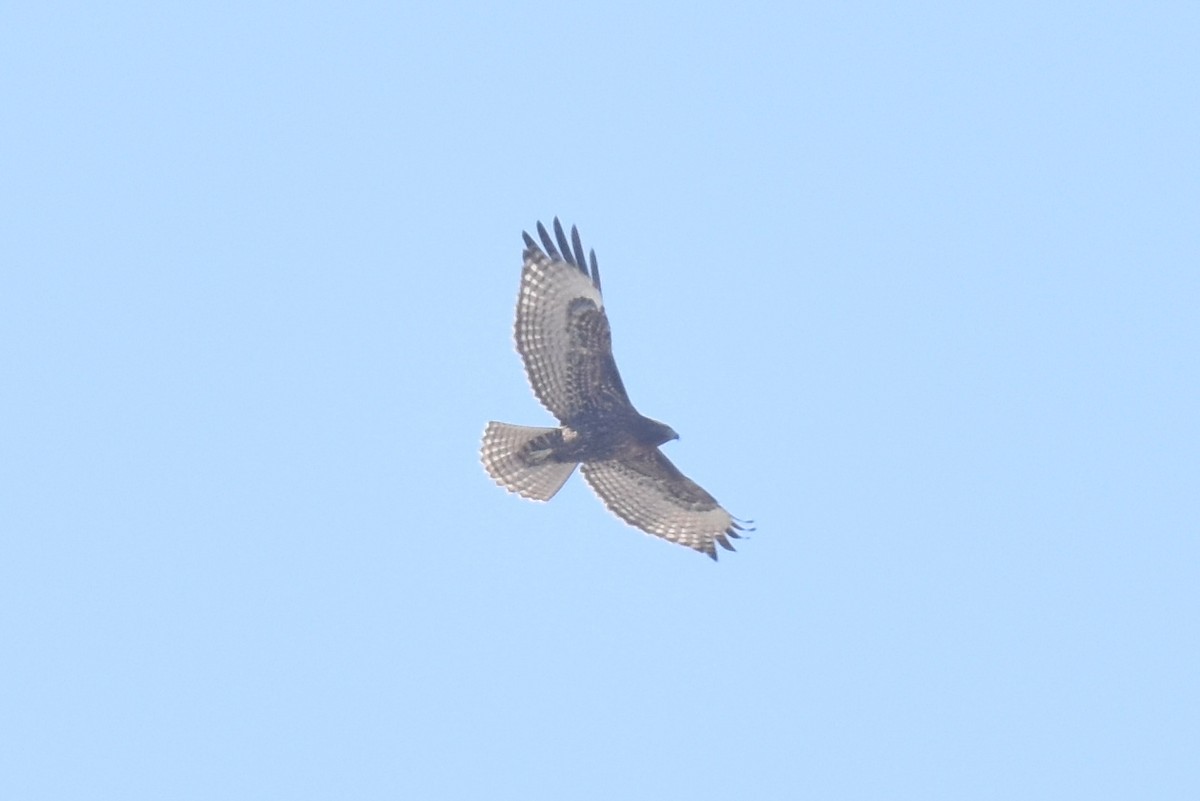 Red-tailed Hawk - ML609308835