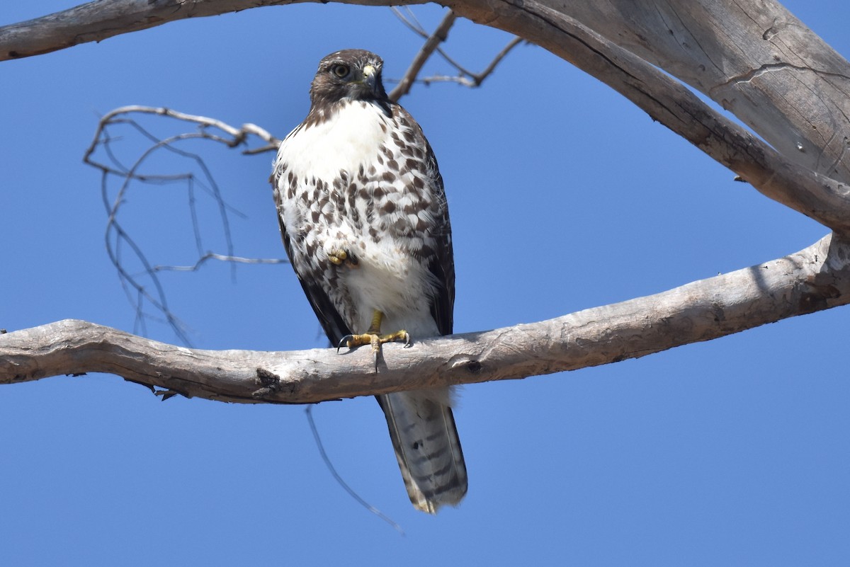 Red-tailed Hawk - ML609308846