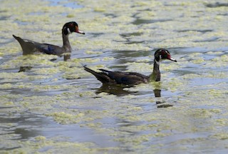 Wood Duck, ML609308861