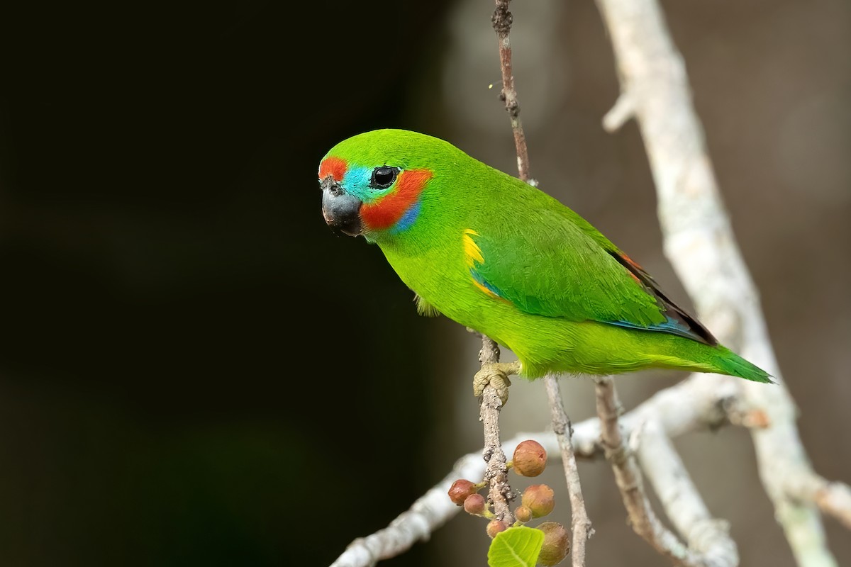 Double-eyed Fig-Parrot - ML609308874