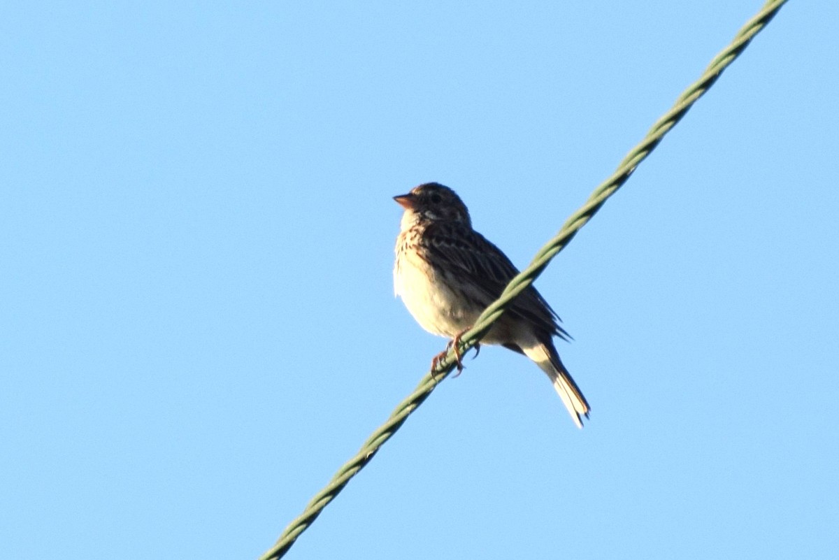 Vesper Sparrow - ML60930891