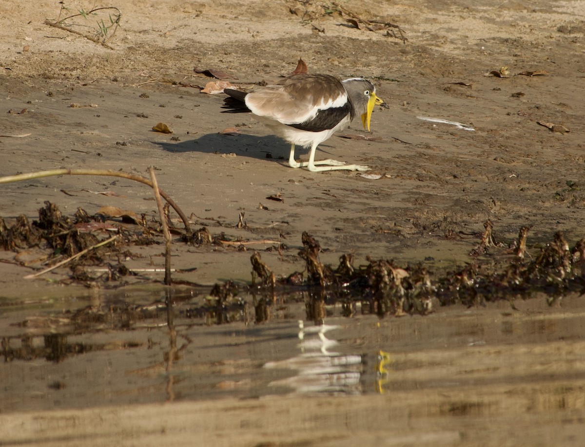 White-headed Lapwing - ML609308948