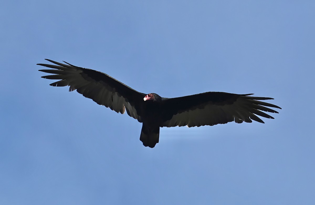 Turkey Vulture - ML609309109