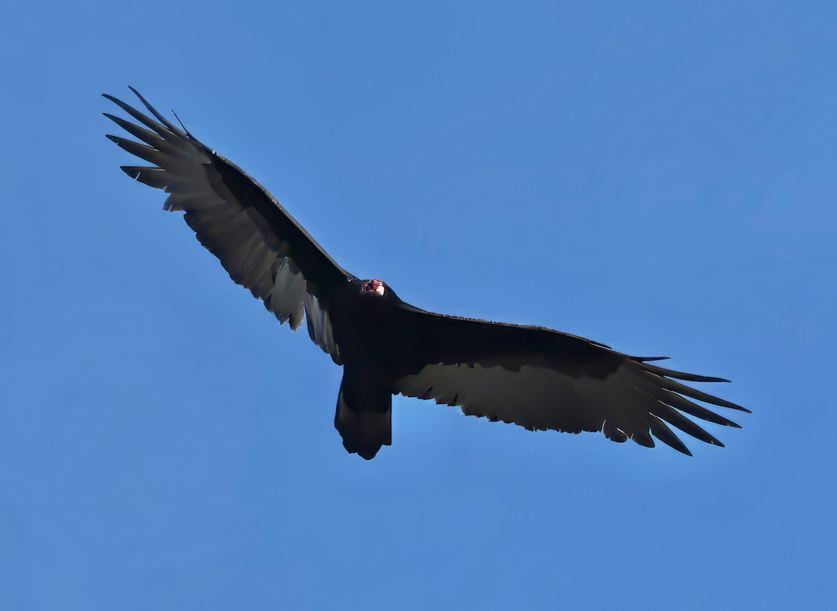 Turkey Vulture - ML609309115