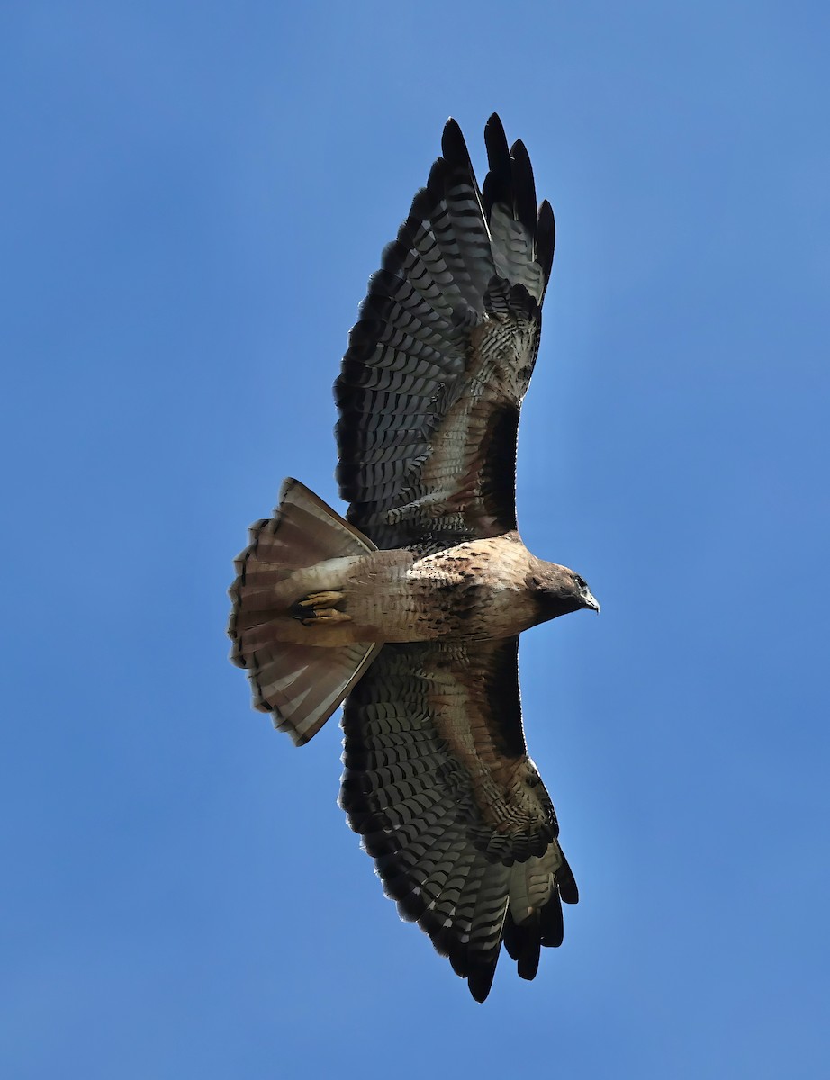 Red-tailed Hawk - Constance Vigno