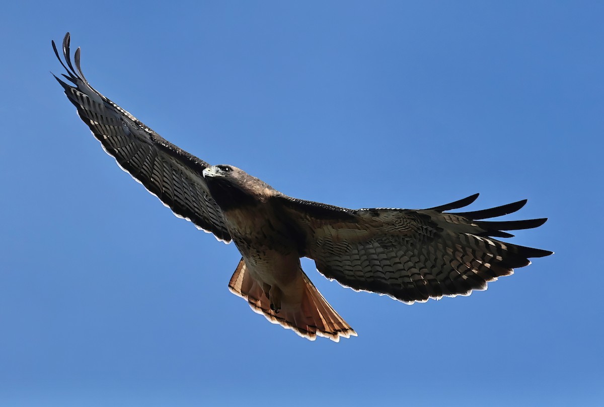 Red-tailed Hawk - ML609309140