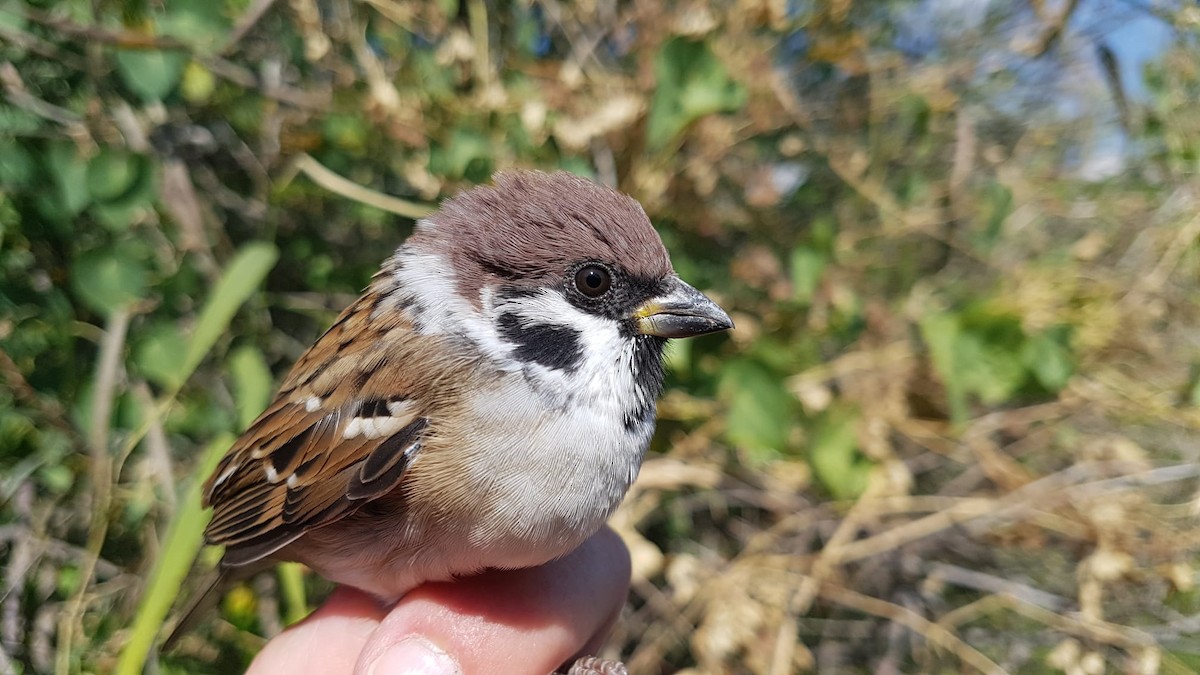 Eurasian Tree Sparrow - ML609309146