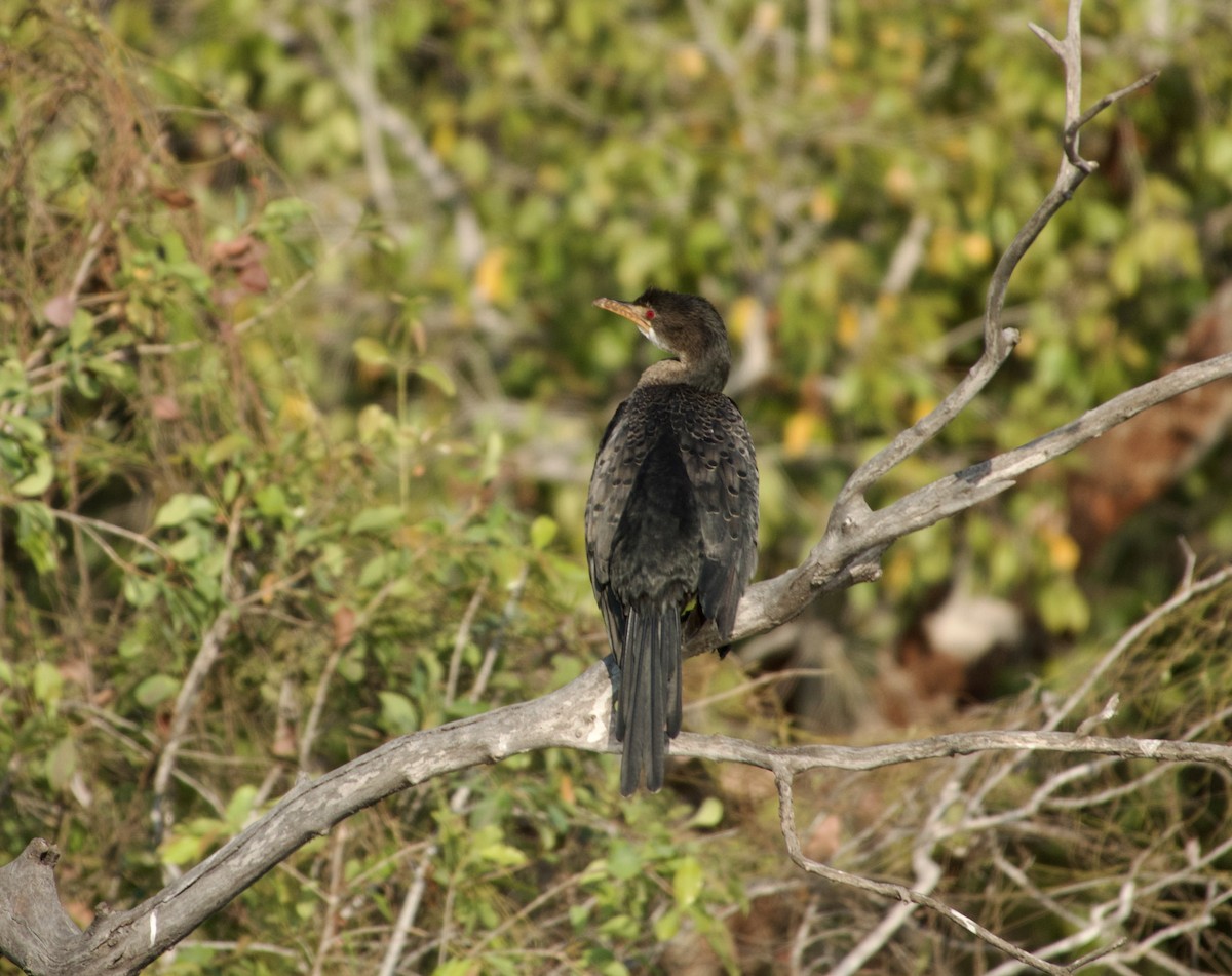 Long-tailed Cormorant - ML609309280