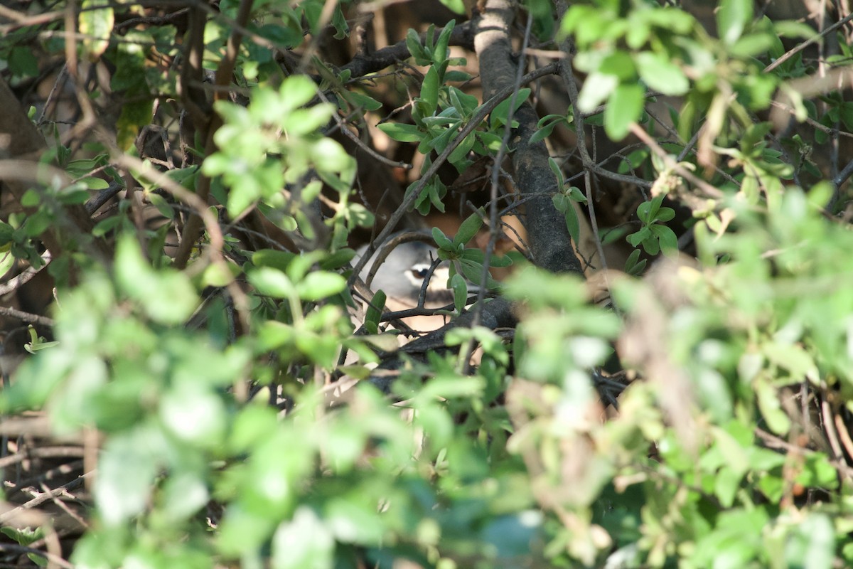 White-backed Night-Heron - ML609309297