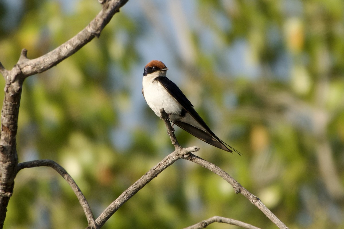 Wire-tailed Swallow - ML609309430