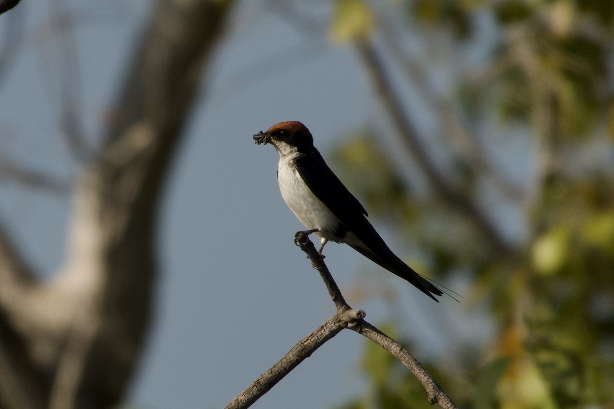 Wire-tailed Swallow - ML609309431