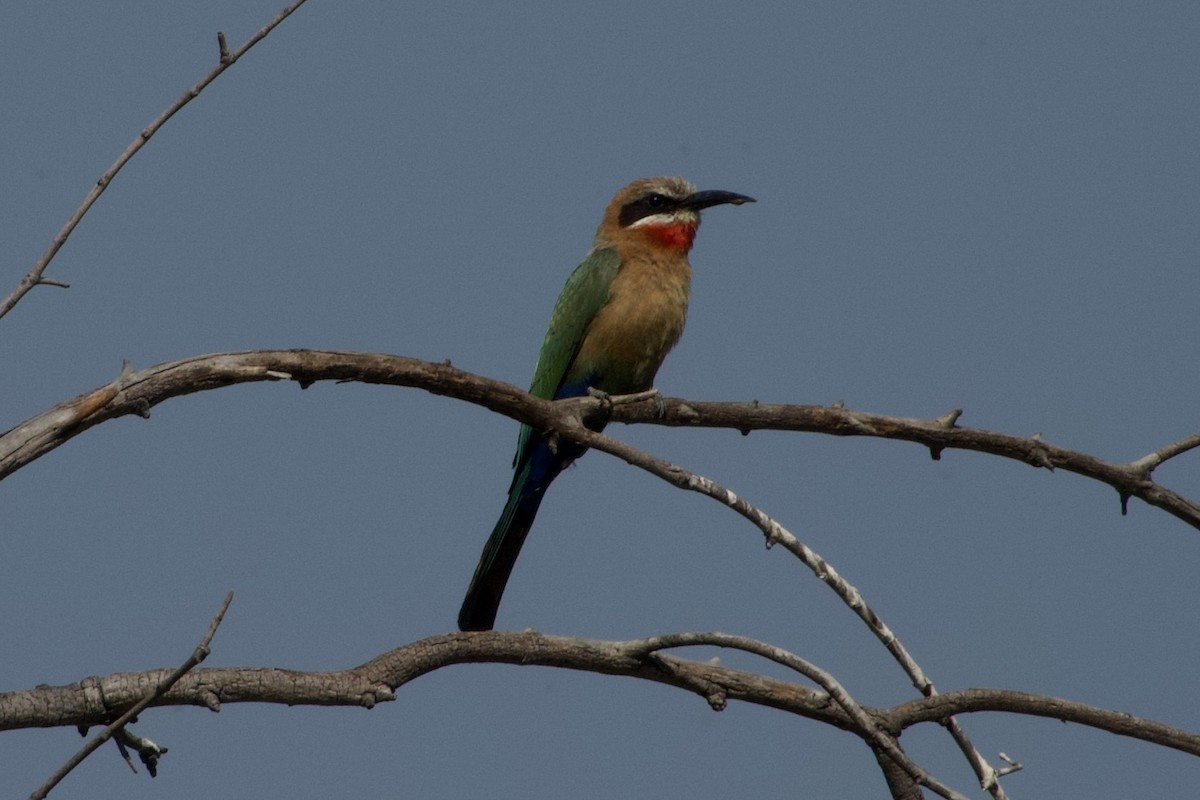 White-fronted Bee-eater - ML609309451