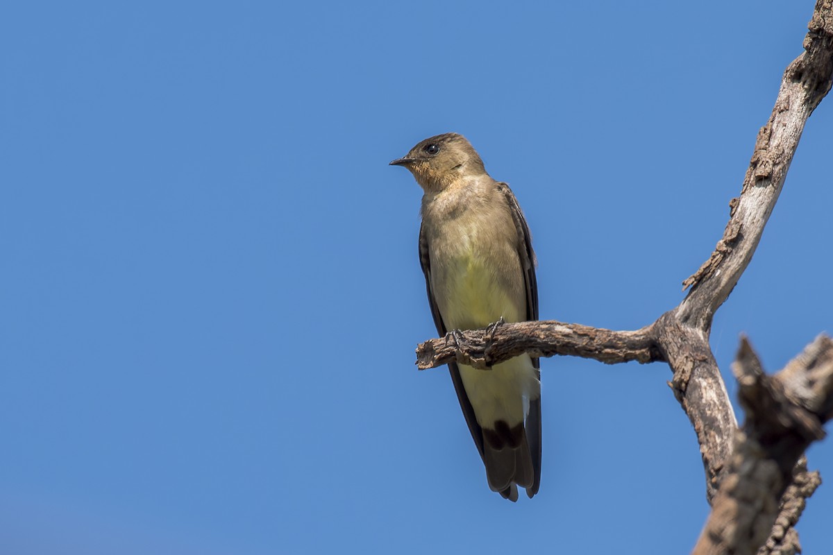 Southern Rough-winged Swallow - Marcelo  Telles